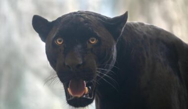 Where big cats have been seen in Worcestershire - mapped