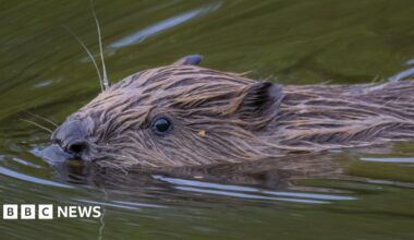 A black and white image of a beaver in long grass at night.