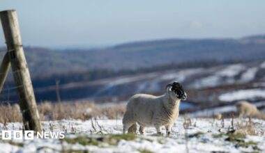 A sheep grazes in a snowy field in Barnsley, Britain, 21 November 2025.