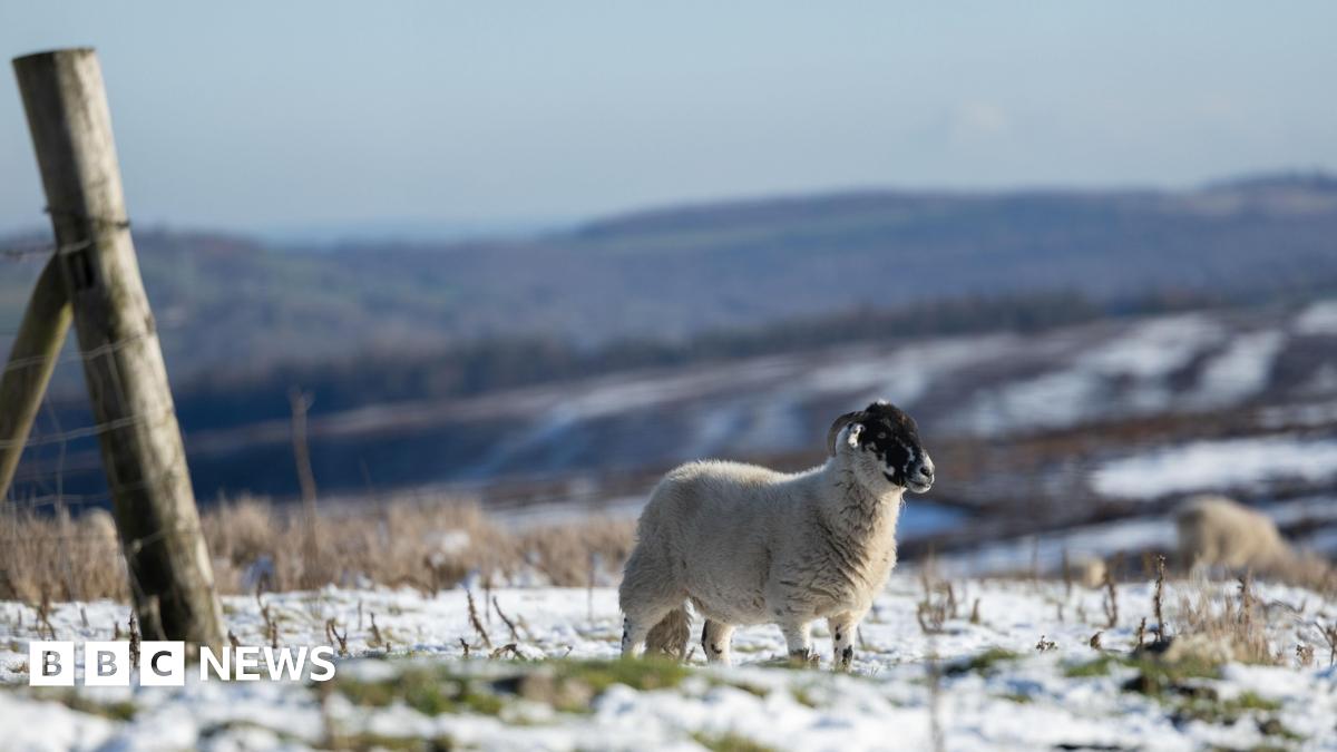 A sheep grazes in a snowy field in Barnsley, Britain, 21 November 2025.