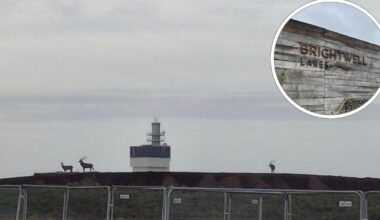 Brightwell Lakes concern as stags displaced in Martlesham