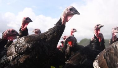 Norfolk bird flu outbreak hits poultry farm near Mundford