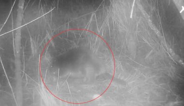 Pensthorpe Natural Park records first wild beaver in Norfolk