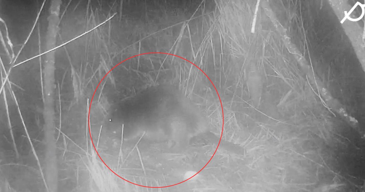Pensthorpe Natural Park records first wild beaver in Norfolk