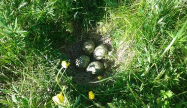 Game & Wildlife Conservation Trust argue for badger cull