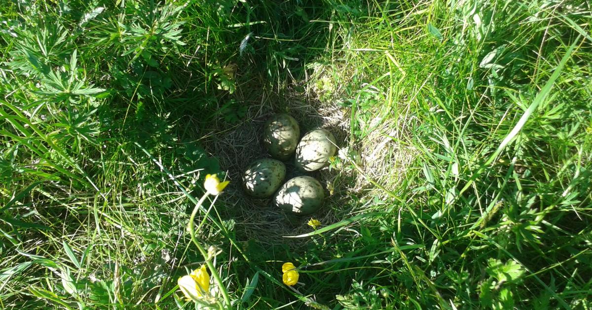 Game & Wildlife Conservation Trust argue for badger cull