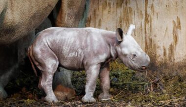 Second Eastern black rhino calf born at Folly Farm