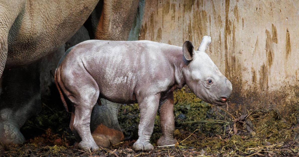 Second Eastern black rhino calf born at Folly Farm