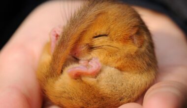 Norfolk Wildlife Trust secrets of hibernation revealed