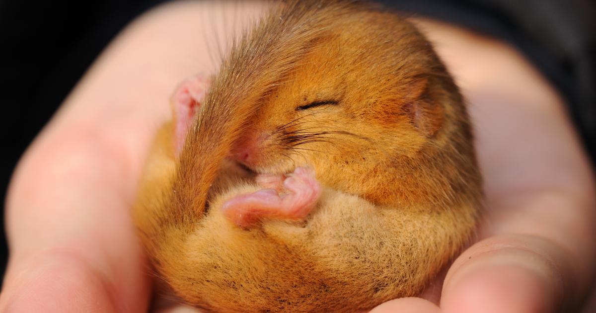 Norfolk Wildlife Trust secrets of hibernation revealed