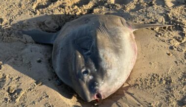 Red-listed sunfish found dead on Holme-next-the-Sea beach