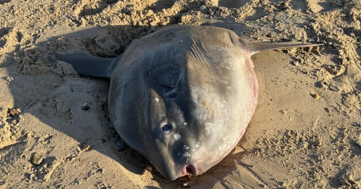 Red-listed sunfish found dead on Holme-next-the-Sea beach