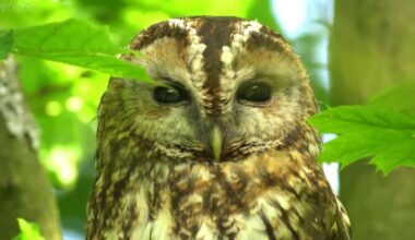 Wild Thixendale tawny owl beloved in Canada and Peru missing