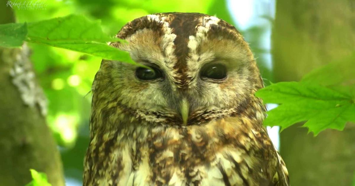 Wild Thixendale tawny owl beloved in Canada and Peru missing