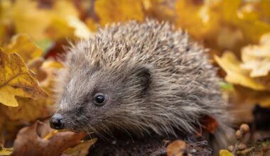 Households urged to do one thing to protect hedgehogs