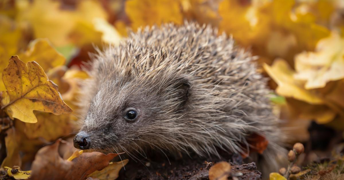 Households urged to do one thing to protect hedgehogs