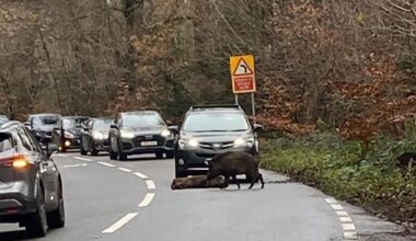 Drivers warned as wild boars seen on Hampshire country road