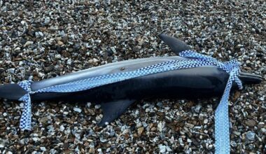 Dolphin washes up in Lee-on-the-Solent