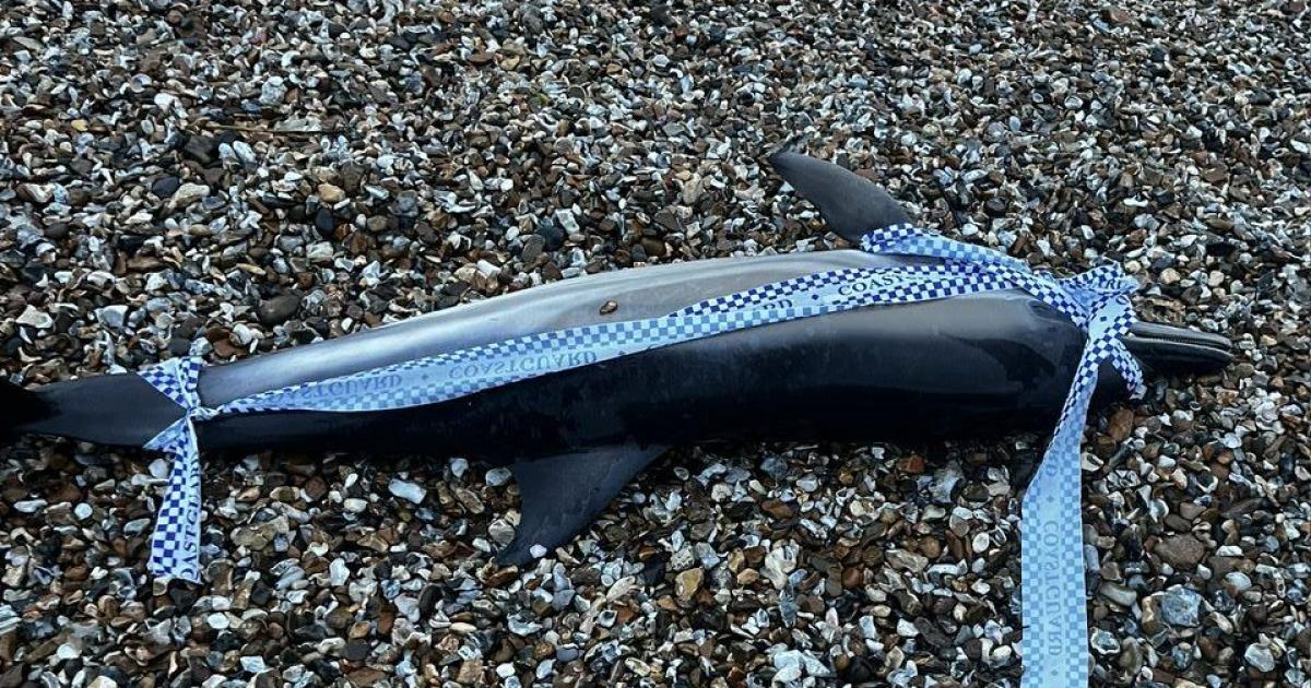 Dolphin washes up in Lee-on-the-Solent