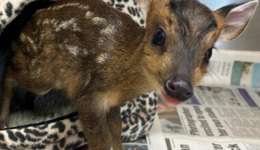 Clacton: abandoned newborn deer fawn rescued by Wildlives