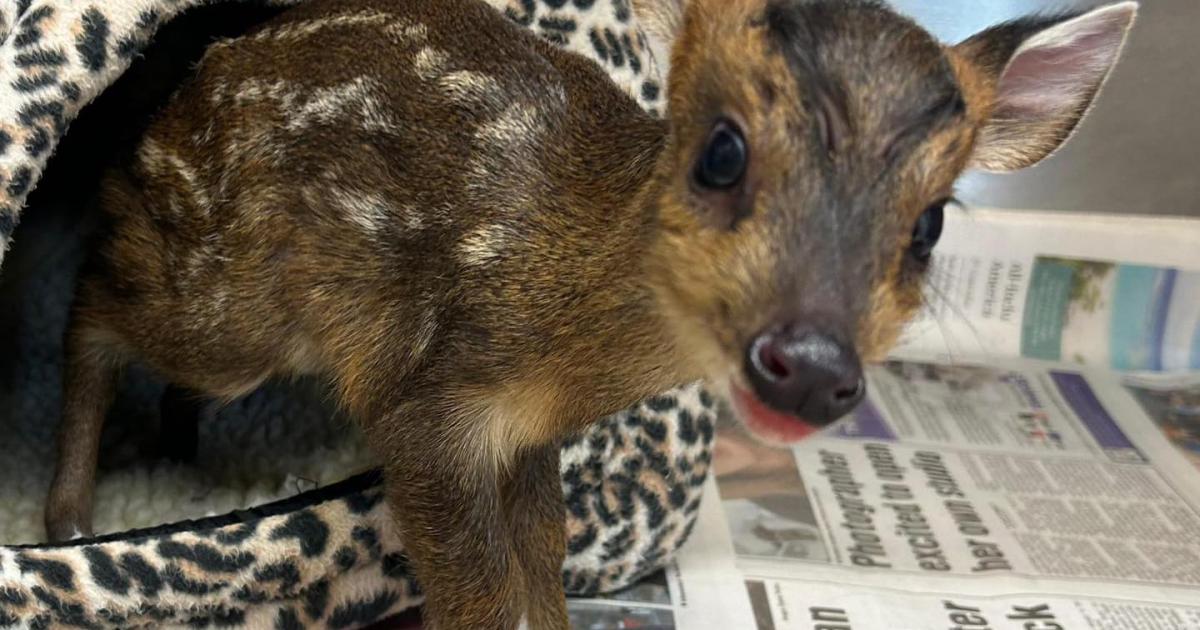 Clacton: abandoned newborn deer fawn rescued by Wildlives