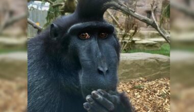 Drusillas mourns the death of 'much loved' monkey