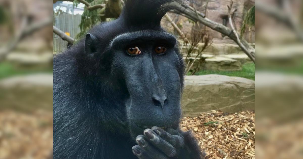Drusillas mourns the death of 'much loved' monkey
