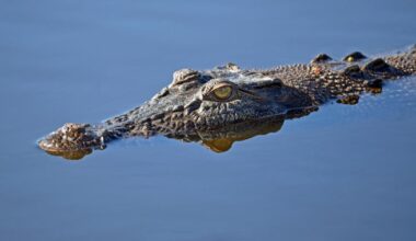 'Crocodile seen in the water' at River Thames swimming spot