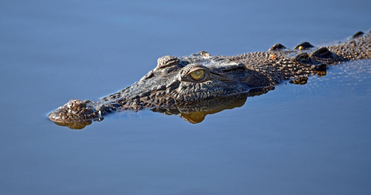 'Crocodile seen in the water' at River Thames swimming spot