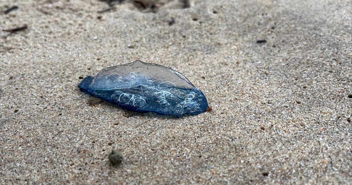 By-the-wind sailors: 'Unusual' mass stranding on Boscombe Beach