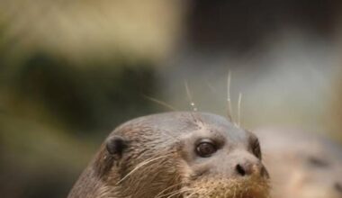 New Forest Wildlife Park 'matriarch' giant otter dies age 18