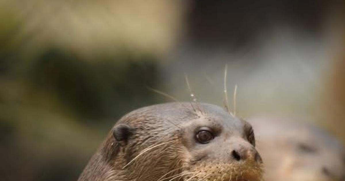 New Forest Wildlife Park 'matriarch' giant otter dies age 18