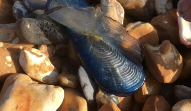 Hundreds of By-the-Wind Sailors wash up at Hurst Spit