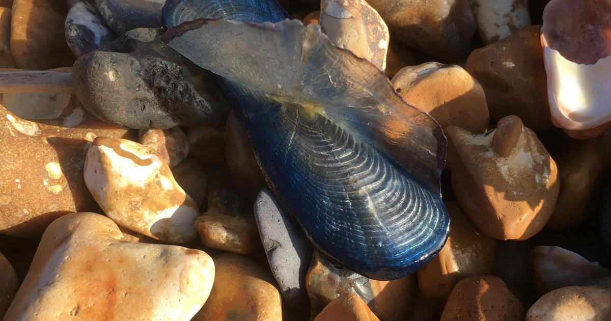 Hundreds of By-the-Wind Sailors wash up at Hurst Spit