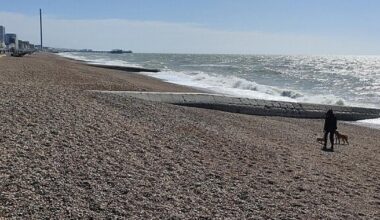 Brighton: Man shocked to find animal carcass on beach