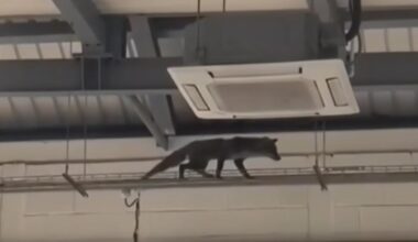 Fox spotted taking a stroll through Pure Gym in Worcester