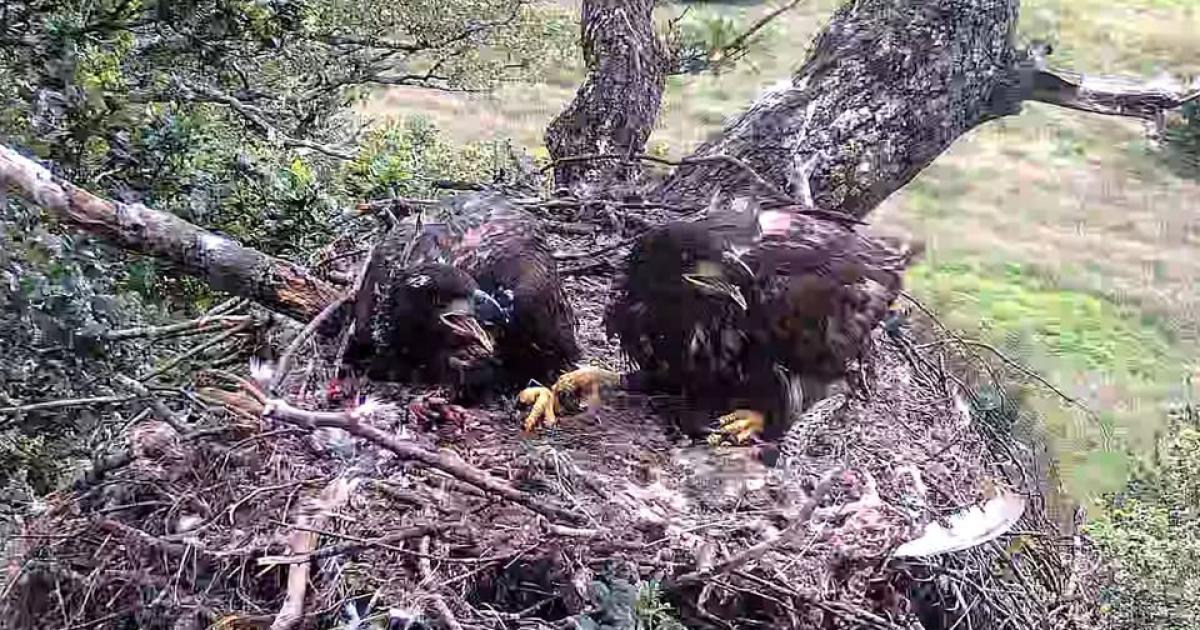 White-tailed eagle disappearances treated as suspicious