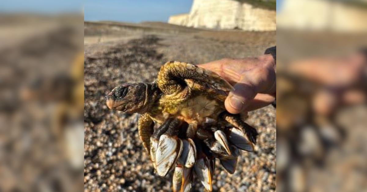 Barnacle-covered turtle found on Saltdean beach in Sussex