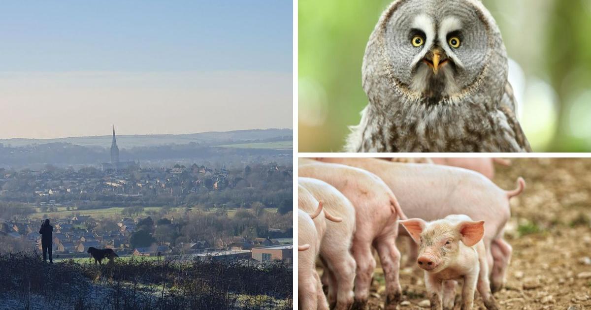 Best photos taken by Salisbury Journal Camera Club in 2025