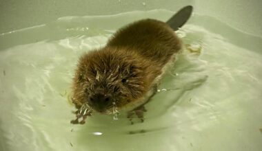 Baby beaver bounces back after rescue from stormy Scottish stream
