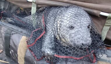 Seal caught in fisherman's net after 20-mile river journey