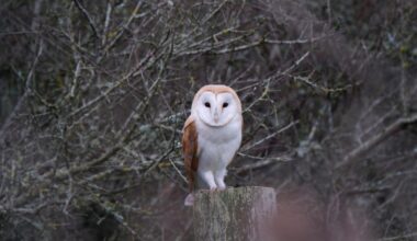 National Trust: Bee buzz on Isle of Wight as owls suffer