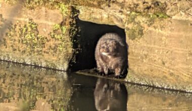 Mink seen near waterways at Warrington's Sankey Valley Park