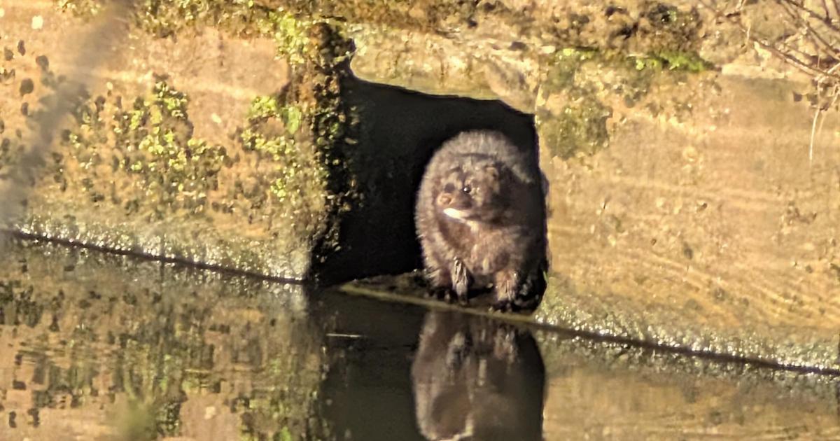 Mink seen near waterways at Warrington's Sankey Valley Park