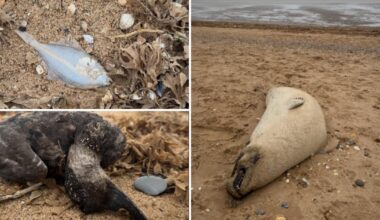 Thousands of dead creatures found on Snettisham beach