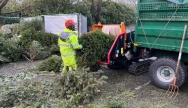 Where are the Christmas tree recycling points in New Forest?