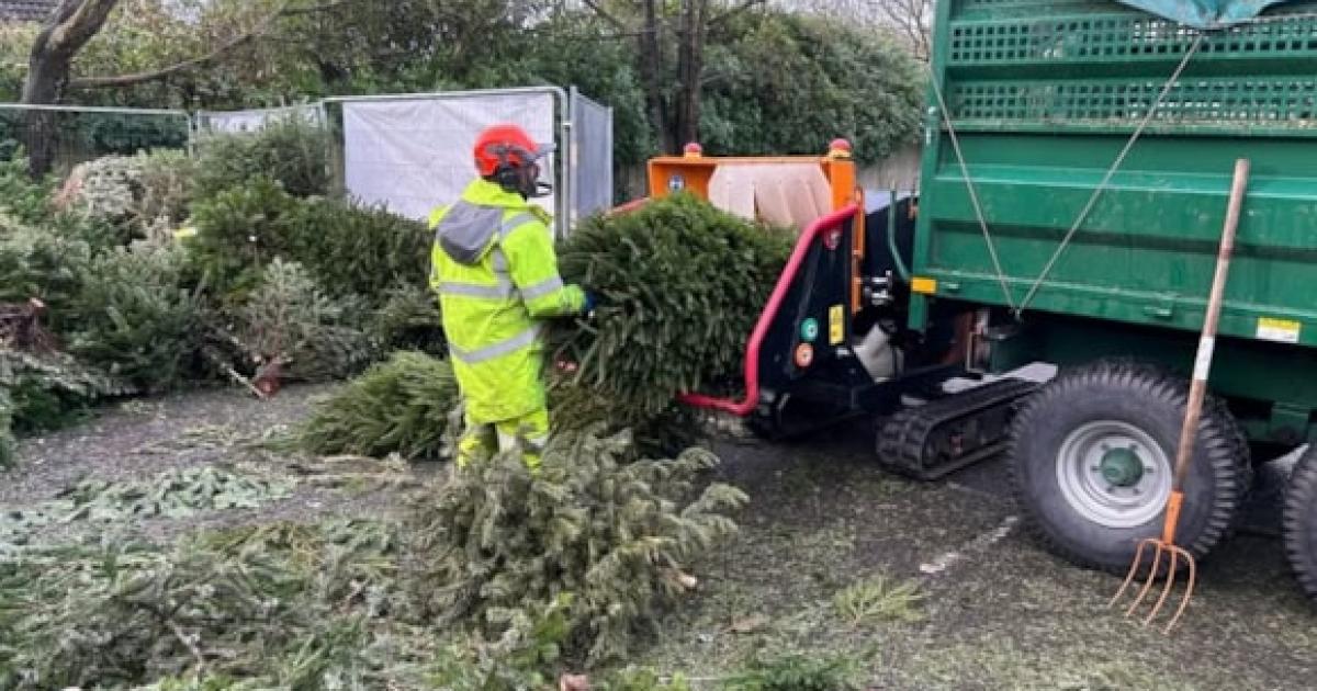 Where are the Christmas tree recycling points in New Forest?
