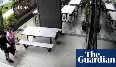 Baby fur seal wanders into a bar in New Zealand | New Zealand