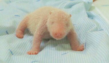 The first giant panda cub born in Indonesia squeals and squirms in park video