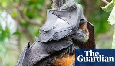 Queensland to continue to allow farmers to shoot flying foxes after revoking ban on controversial practice | Queensland